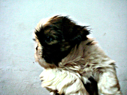 Male Pup 1